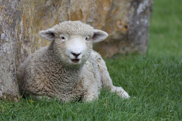 Romneyschaf / Romney sheep / Ovis.