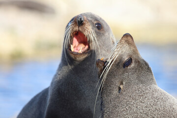 Fototapeta premium Neuseeländischer Seebär / New Zealand fur seal / Arctocephalus forsteri...