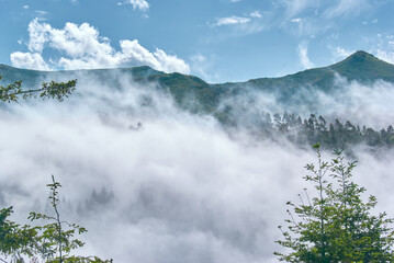 fog covering trees in the mountain forest