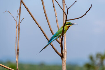 Bienenfresser Vogel auf Sri Lanka