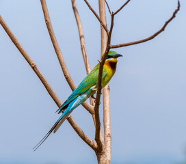 Bienenfresser auf Sri Lanka