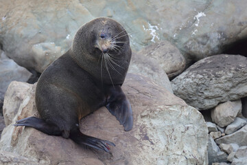 Neuseel&auml;ndischer Seeb&auml;r / New Zealand fur seal / Arctocephalus forsteri