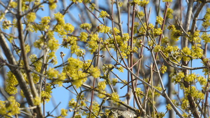 yellow flower on a tree branch. spring background