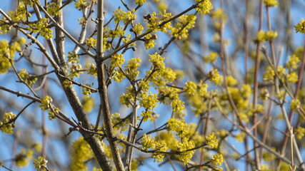 yellow flower on a tree branch. spring background