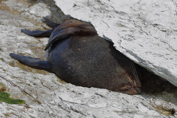 Neuseeländischer Seebär / New Zealand fur seal / Arctocephalus forsteri