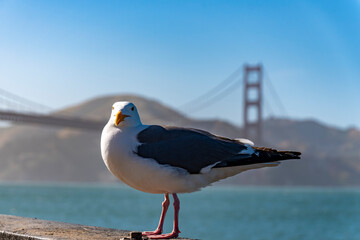 San Francisco Golden Gate 
