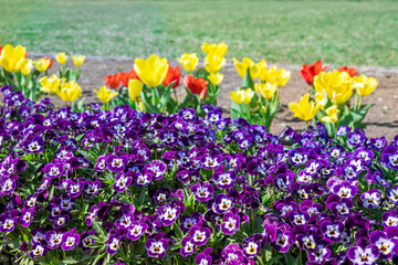 紫色のパンジーとチューリップ