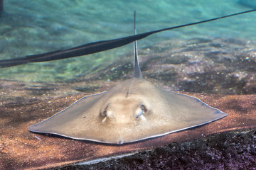 Batoids fish shot underwater on the ground surface. © Ashok Bhattarai/Wirestock