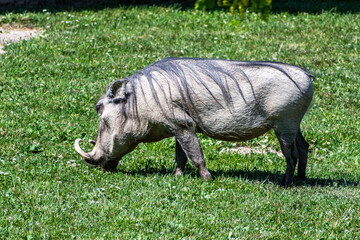 Common warthog foraging for food in the grass