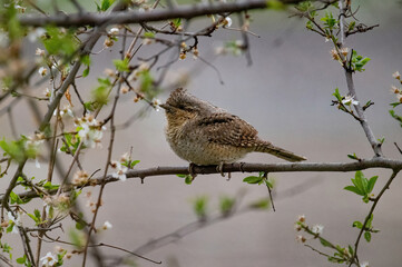 Eurasian wryneck (Jynx torquilla) sitting on a tree branch