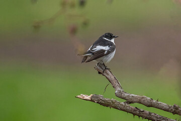 Fototapeta premium Semi-collared Flycatcher, Ficedula semitorquata.Singing Bird