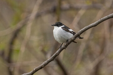 Semi-collared Flycatcher, Ficedula semitorquata.Singing Bird