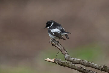 Fototapeta premium Semi-collared Flycatcher, Ficedula semitorquata.Singing Bird