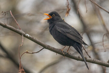 Common Blackbird also known as Turdus merula.
