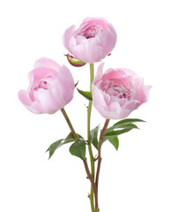 Three light pink peonies isolated on white background.