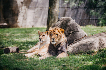 Lion in the Indianapolis zoo - obrazy, fototapety, plakaty