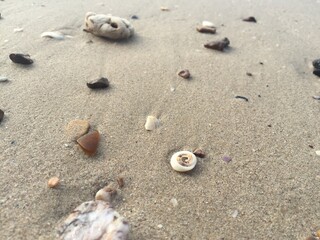 Fototapeta na wymiar shell on sand