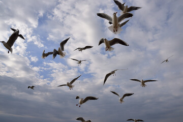Catching high tossed bread crumbs on the fly makes the seagulls almost fight in the air for food.