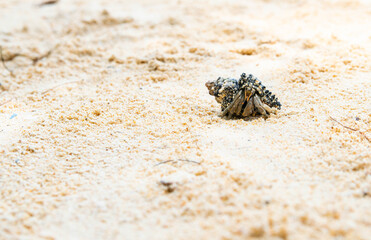 lovely crab on the beach