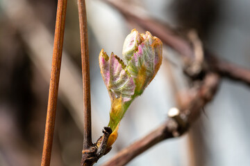 Knospe von Rebe
