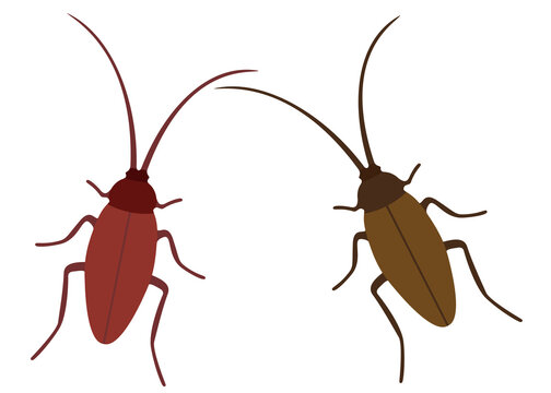 Cockroaches gray and brown in the set. Vector image.