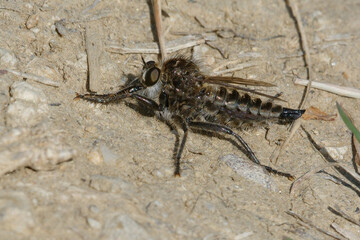 Fan-bristled robberfly (Dysmachus trigonus) on the ground