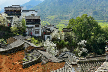 Fototapeta na wymiar The houses with Jiangxi characteristics and the villages full of pear flowers are built on the hillside