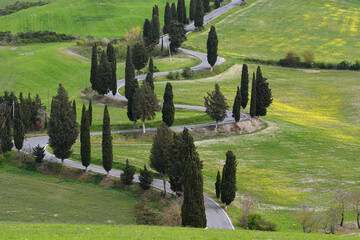 Spring season, country road bordered by cypress trees near Monticchiello, Siena, Tuscany, Italy.