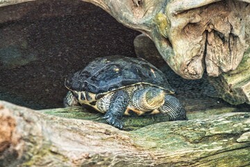 Schildkröte