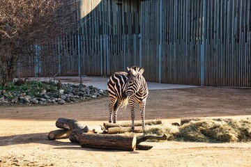 Zebra