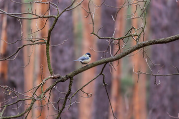 In the spring forest, a titmouse on a branch