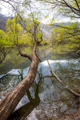 river Mur, wetlands in the north of Graz,Austria