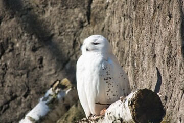Schneeeule