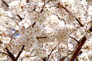 満開の桜