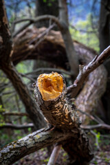deadwood riverside in the wetlands on river Mur in Styria, Austria