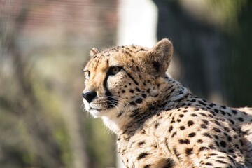 Gepard