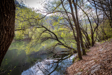 Fototapeta na wymiar river Mur, wetlands in the north of Graz,Austria
