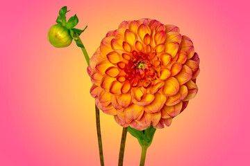 Orange dahlia against colorful background