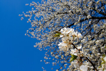 spring flowers on the tree, nature wakes up