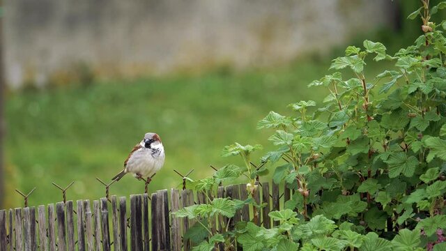 Petit moineau domestique en train de chanter sous la pluie sur une cl&ocirc;ture de jardin - Oiseau sauvage - vid&eacute;o en slow motion 