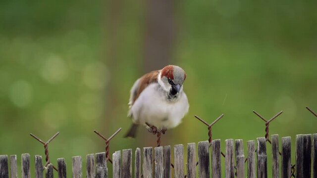 Petit moineau domestique en train de s'&eacute;brouer sous la pluie sur une cl&ocirc;ture de jardin - Oiseau en train de secouer ses plumes - vid&eacute;o en slow motion et gros plan
