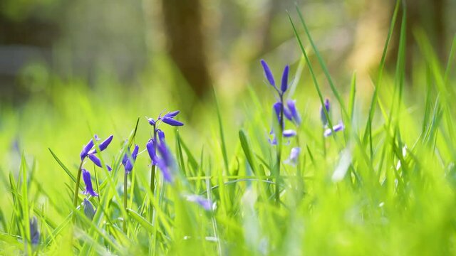 Gros plan sur une jacinthe des bois bleu au milieu de brins d'herbes - focus sur une fleur - arri&egrave;re-plan naturel et v&eacute;g&eacute;tal - flou et bokeh