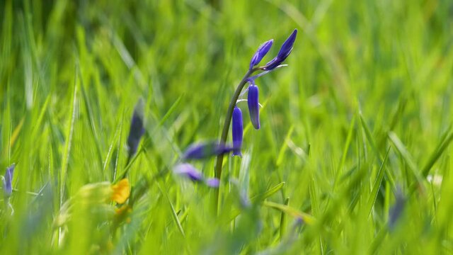Gros plan sur une jacinthe des bois bleu au milieu de brins d'herbes - focus sur une fleur - arri&egrave;re-plan naturel et v&eacute;g&eacute;tal - flou et bokeh