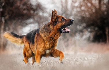 dog german shepherd in the garden