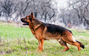 stand dog german shepherd in the garden