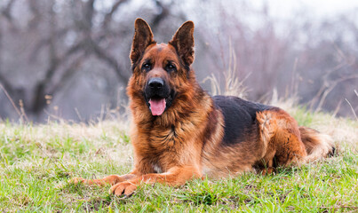 dog german shepherd in the garden