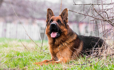 dog german shepherd in the garden