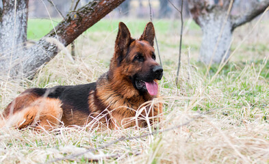 dog german shepherd in the garden