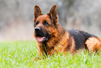 dog german shepherd lying in green grass