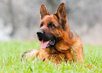 dog german shepherd lying in green grass